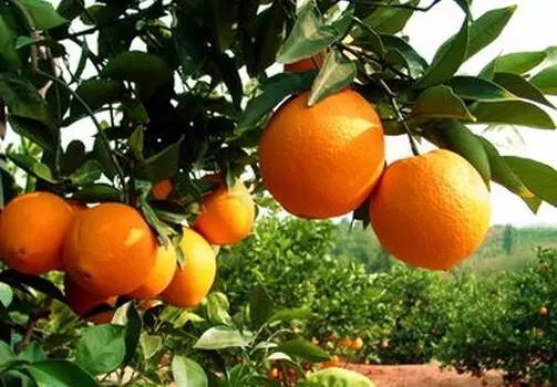 广西是哪个民族的自治区,广西是一个什么样子的省份