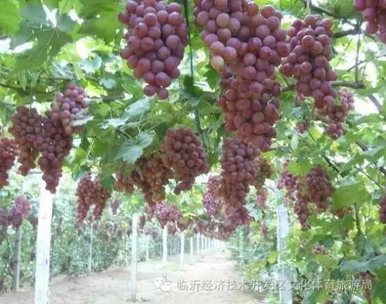 看临沂美景推荐,临沂有什么旅游景点值得玩的