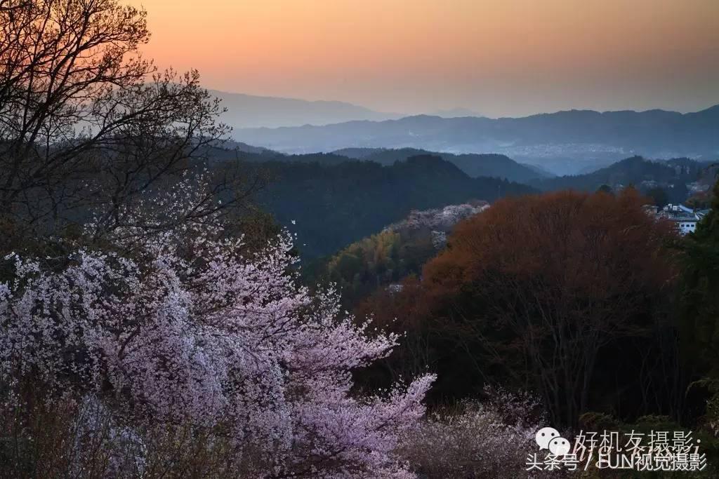 花卉创意摄影作品欣赏,花卉创意摄影十个技巧是什么