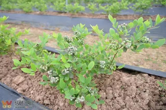 宜宾屏山蓝莓基地采摘园在哪,宜宾蓝莓采摘基地多久可以摘