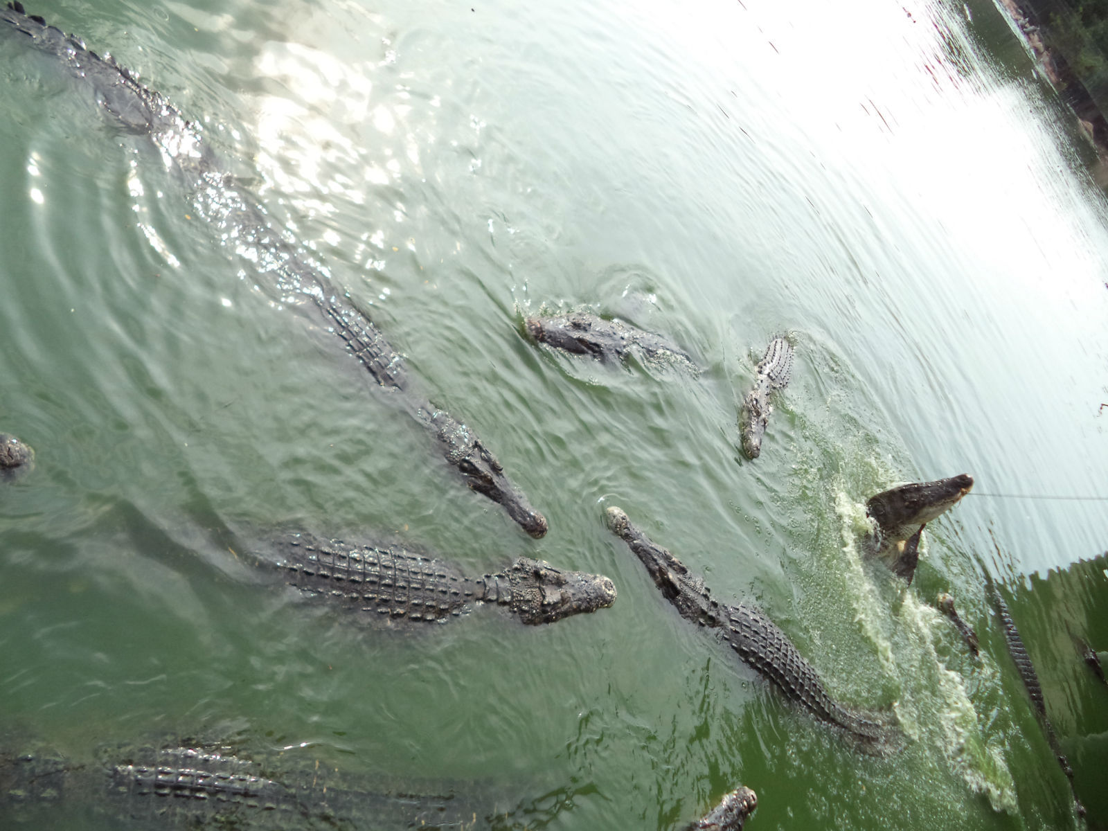 SINNOL鳄鱼皮皮带,HERRRRES鳄鱼皮皮带