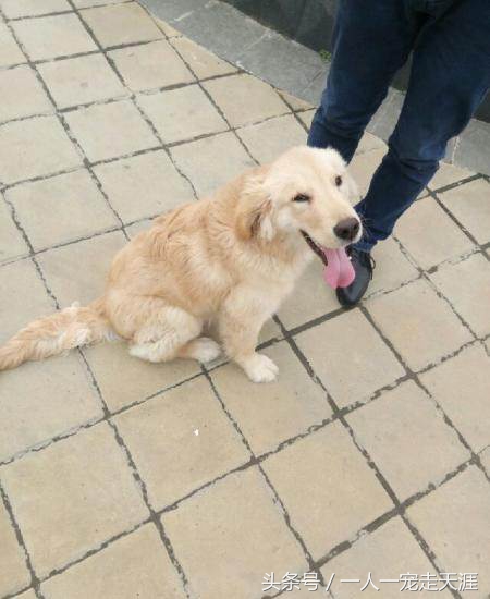 狗狗特别粘人怎么办,摸狗狗哪里最容易粘人