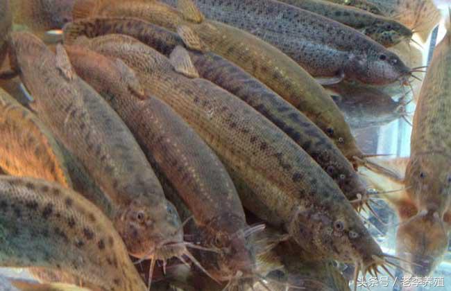 怎么捕捉泥鳅和螃蟹,捕捉泥鳅的最佳饵料