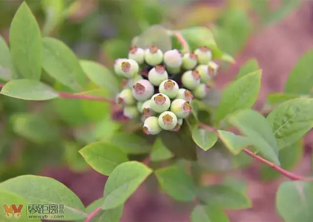 宜宾屏山蓝莓基地采摘园在哪,宜宾蓝莓采摘基地多久可以摘