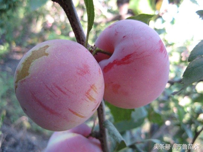 920赤霉素能当肥用吗,赤霉素920喷施几天后见效果