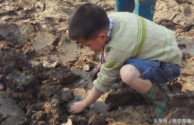 捕捉泥鳅的最佳饵料,怎么捕捉泥鳅和螃蟹