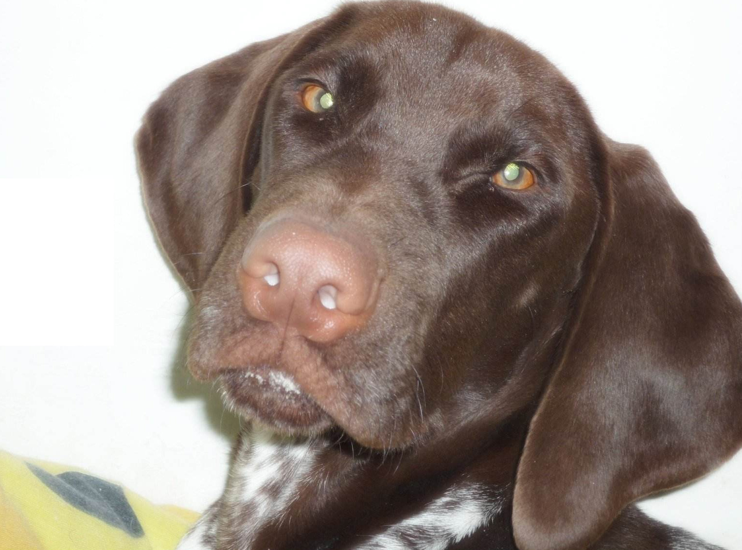 犬属德国刚毛波音达犬,和波音达犬相似的犬