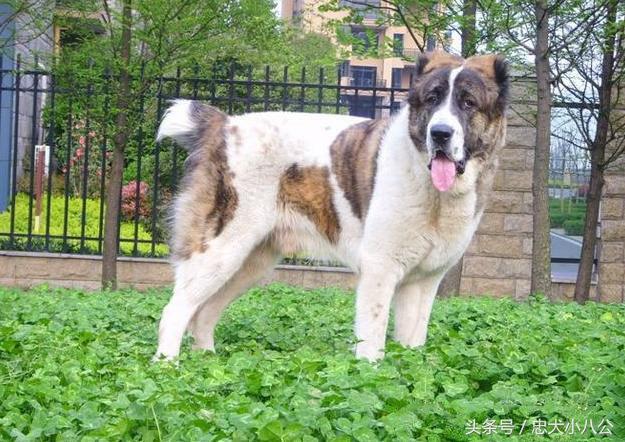 看家护院最听话的狗是什么品种,看家护院会攻击小偷的狗