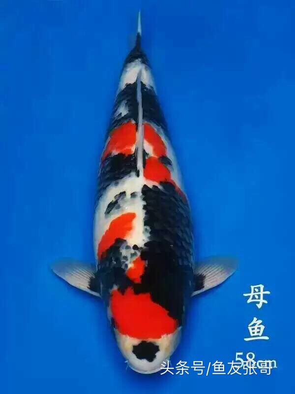 甲硝唑可以治疗锦鲤鱼凸眼吗,锦鲤鱼凸眼鱼胸肿胀什么问题