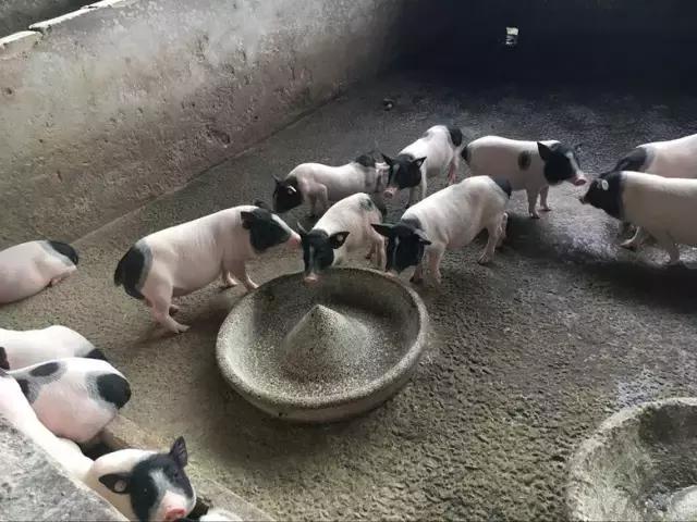 重庆农家乐旅游攻略,重庆农家乐旅游推荐