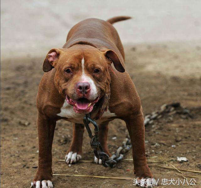 看家护院最听话的狗是什么品种,看家护院会攻击小偷的狗