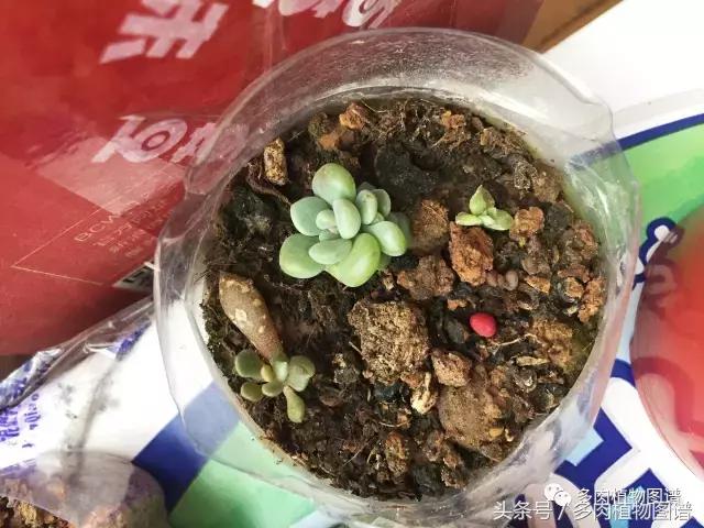 宿舍多肉品种推荐,宿舍多肉