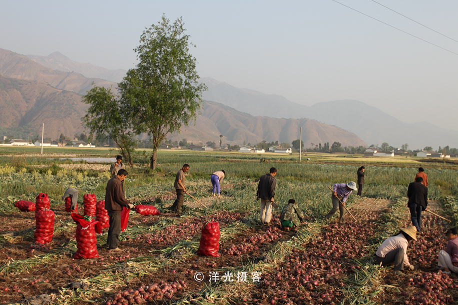 菜贱伤农的原因和对策,简要分析菜贱伤农和菜贵伤民现象