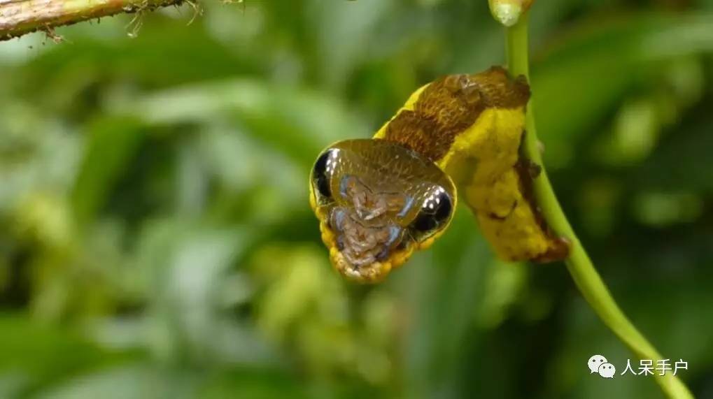 集结拍案称奇的拟态大师