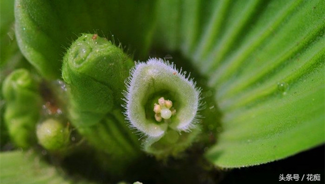 芙蓉莲耐寒吗,芙蓉莲是水上叶还是水下叶