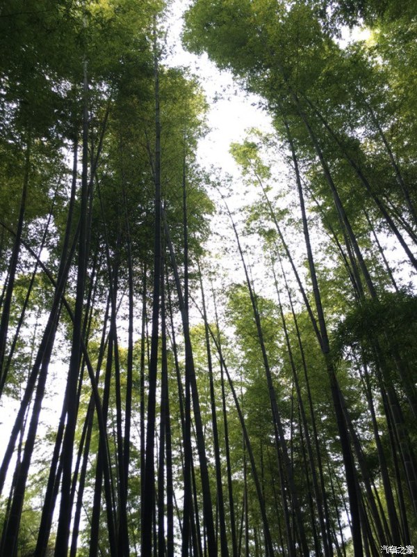 天下第一筇竹,天下第一竹林