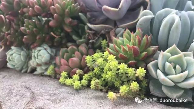 如何拒绝多肉伸手党,多肉伸手的正确方式