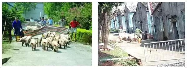 赶猪是怎么赶的,赶猪有什么经验吗