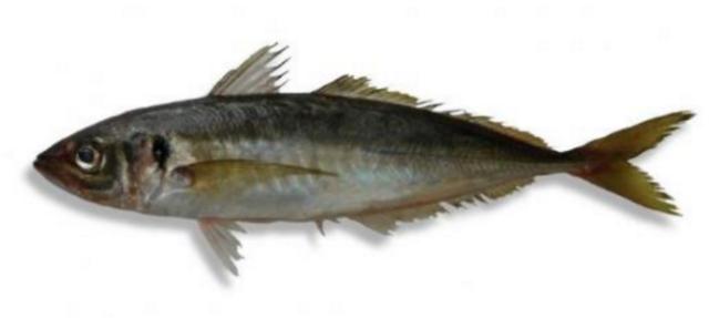 新西兰海产干货,新西兰海珍品