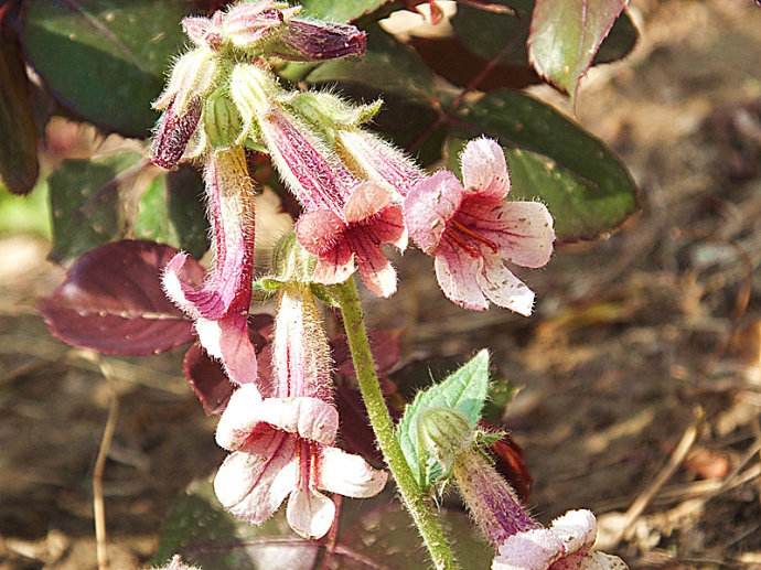 2023年药材最新价格行情,2020年1月25日中药材市场行情