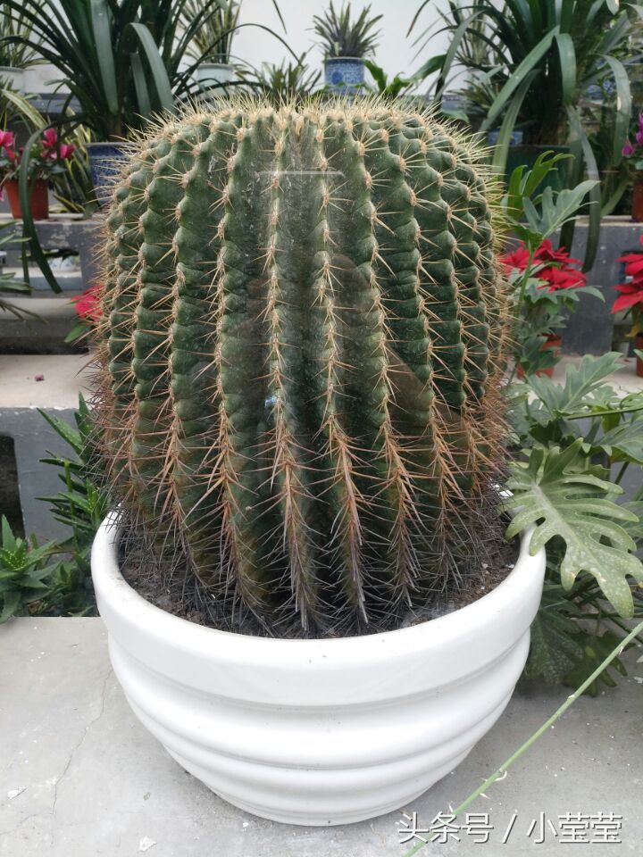 重庆鹅岭公园瞰胜楼到李子坝,重庆鹅岭打卡