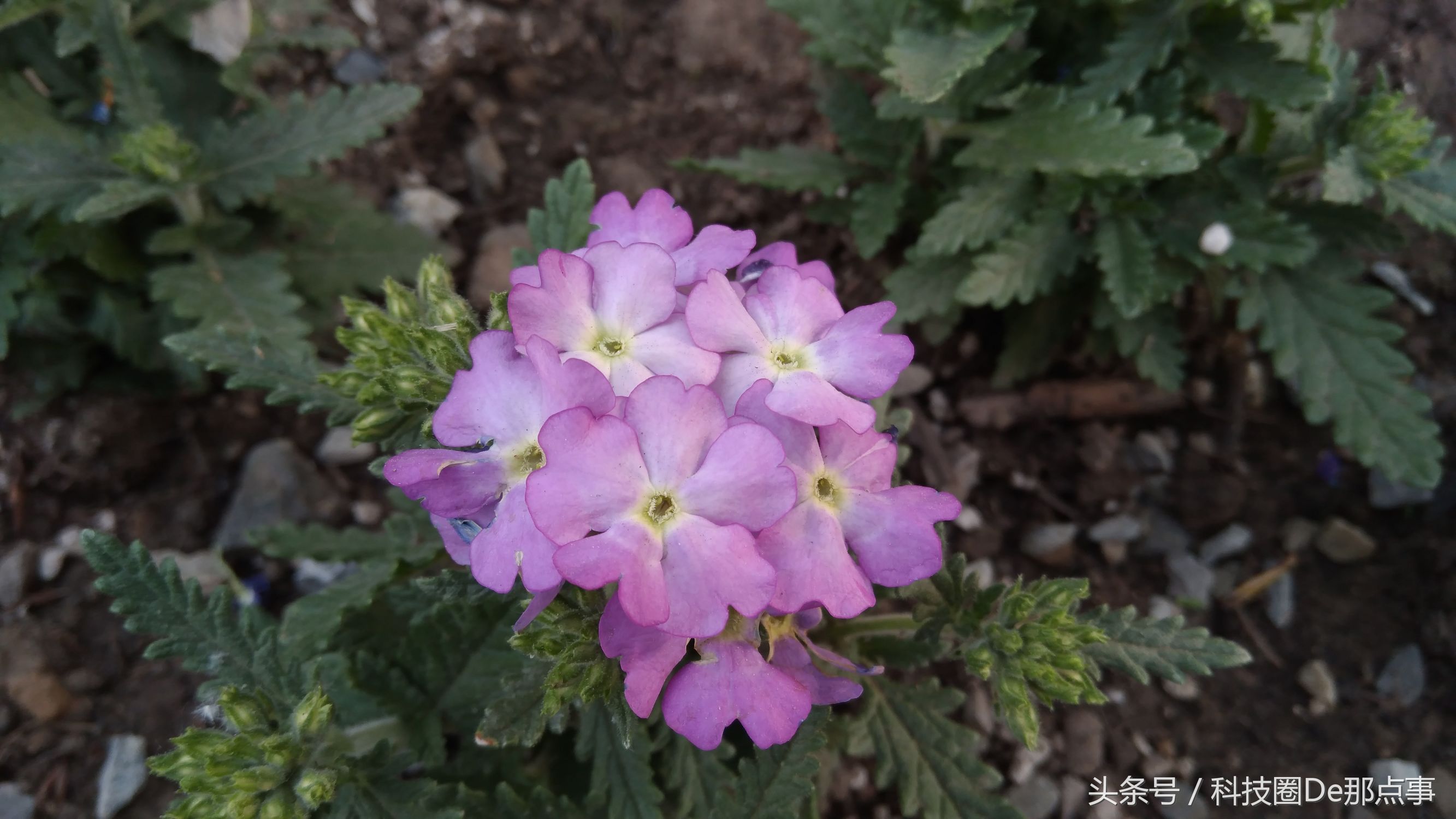 诺基亚nokia6优缺点,诺基亚nokia6值得买吗