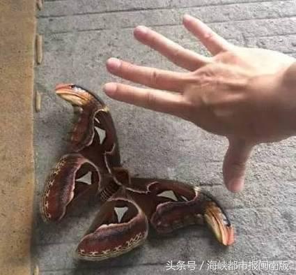 泉州人来围观！大飞蛾飞入永春人家，翅膀上长蛇头，这是什么啊