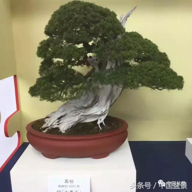 现在什么盆景最有前景,盆景创业未来前景如何