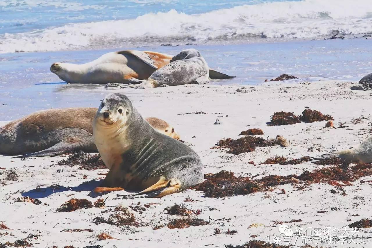 中国哪里可以抱考拉,全球哪里可以抱考拉