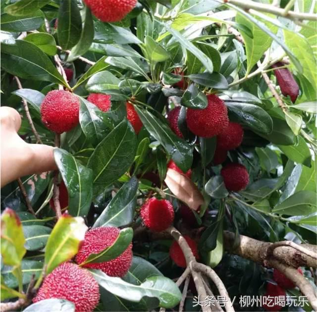 摘杨梅一键成片,杨梅采摘园柳州