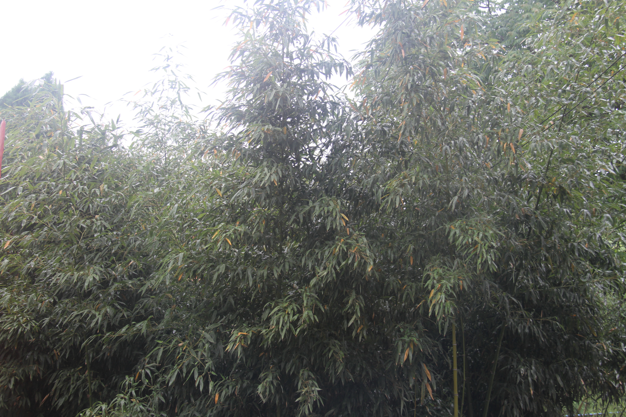 林州去普陀寺旅游团,河南林州太平禅寺