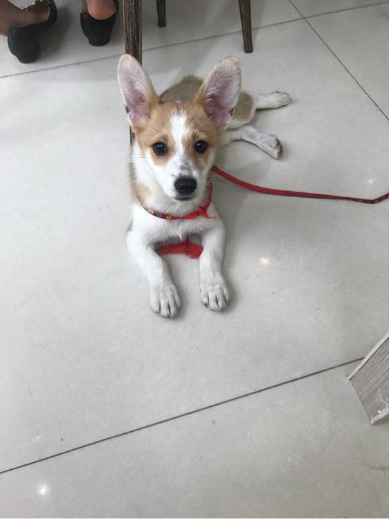 网上6000块买的柯基,市场价6000元的柯基