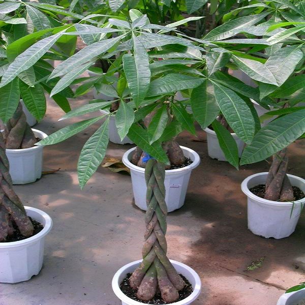 送你一棵发财树来年财源滚滚来,财源滚滚来适合种什么发财树