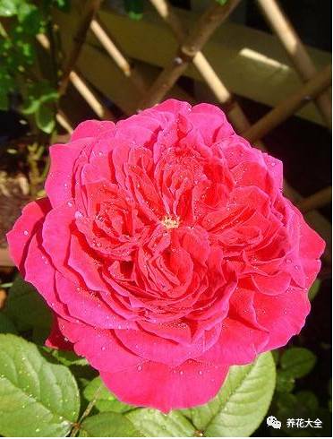 最美最高端的30款月季 (十种绝美的月季)