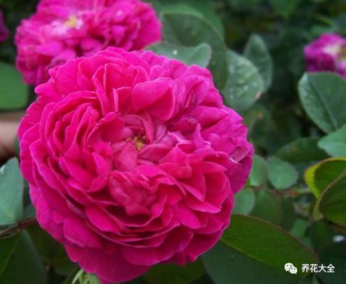 最美的十款月季品种推荐 (十种绝美的月季)