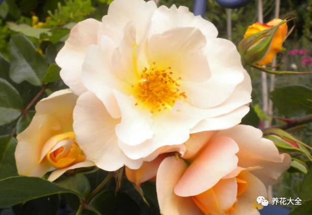 最美最高端的30款月季 (十种绝美的月季)