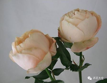 最美最高端的30款月季 (十种绝美的月季)