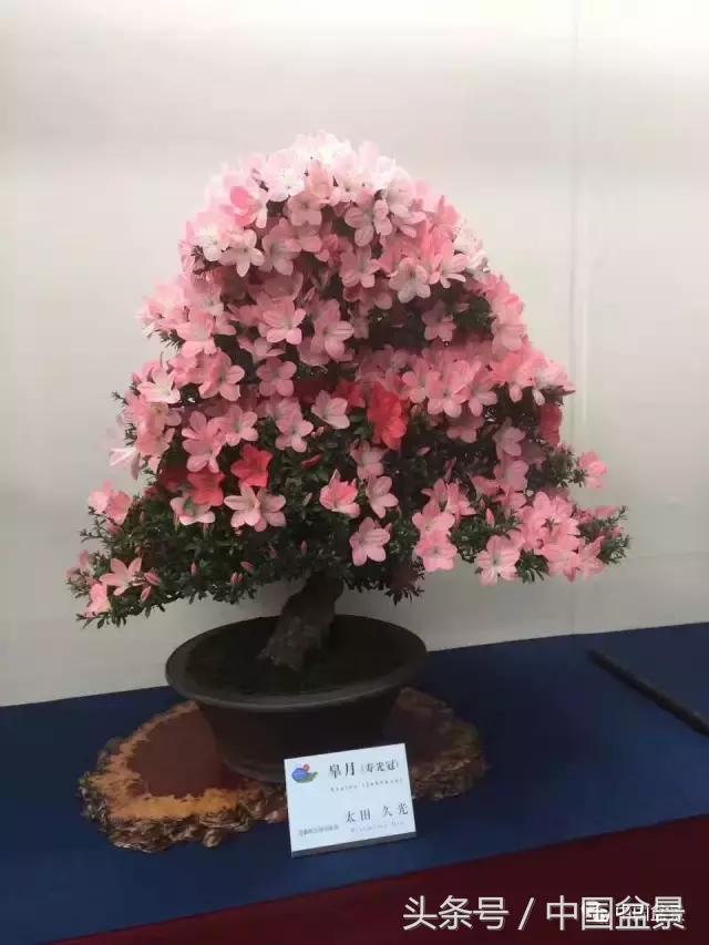 现在什么盆景最有前景,盆景创业未来前景如何