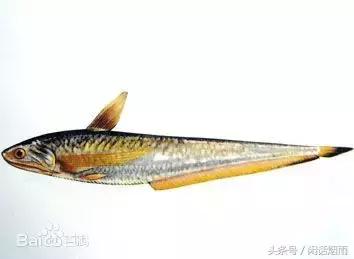 刀鱼不香：美在刺上鲜在刺上香在刺上