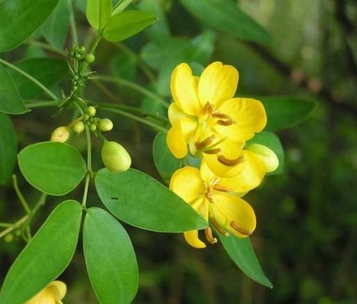 清肝明目的草药决明子,炒决明子润肠通便