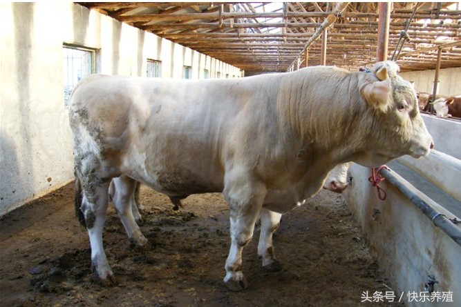 2020年养牛利润分析数据,2017养牛的利润与成本