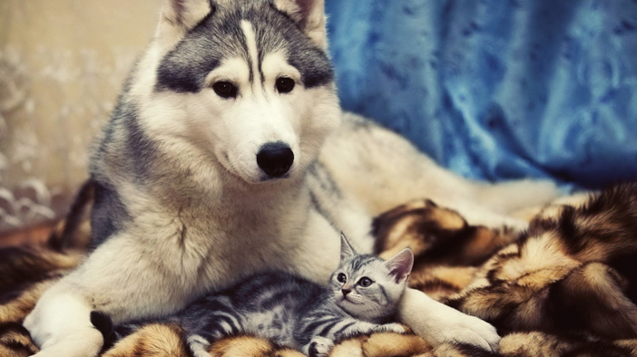 饲养狗狗应坚持的四点,饲养狗狗5大常识要记牢