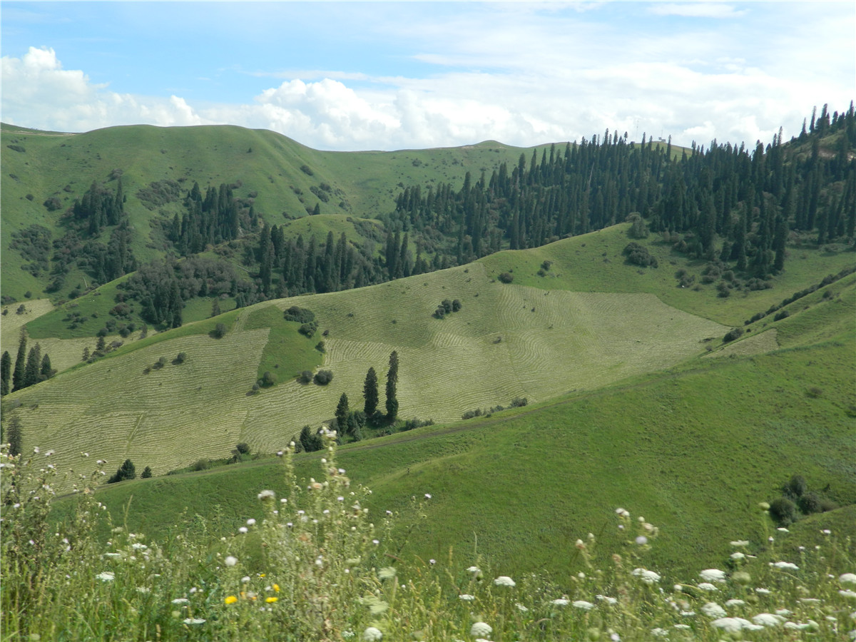 辽阔的草原绿色的歌完整版,辽阔的草原绿色的歌