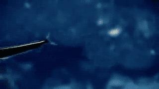 还敢骑皮皮虾？虾表示我们不是好惹的！