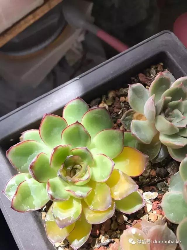 敲警钟安全行,室内喷杀虫剂对多肉有影响吗