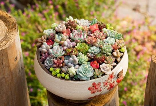 逆天了中国吃货!多肉植物炒肉吃!