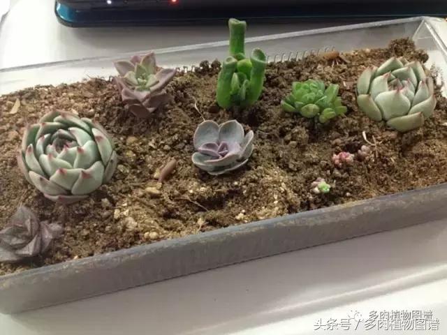 入坑半年的经历,入坑五个月总结