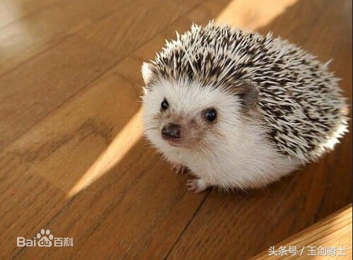 平头哥怕哪种蟒蛇的毒,可以杀掉平头哥的蟒蛇排名