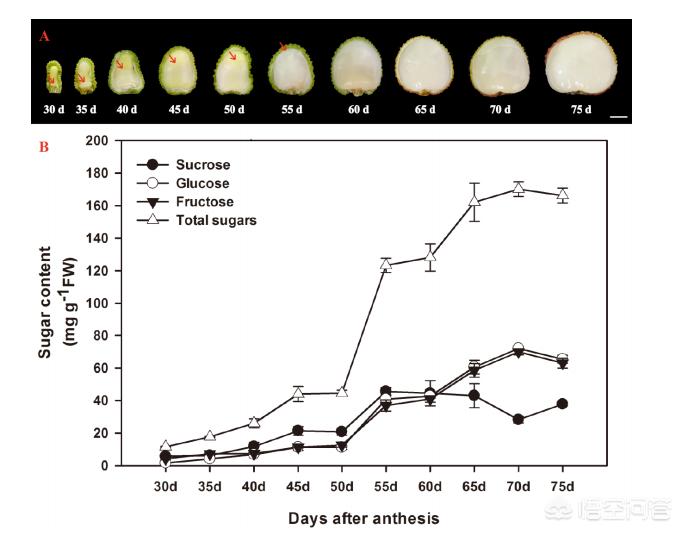 大量喝蜂蜜会不会导致糖尿病,大量喝蜂蜜的危害