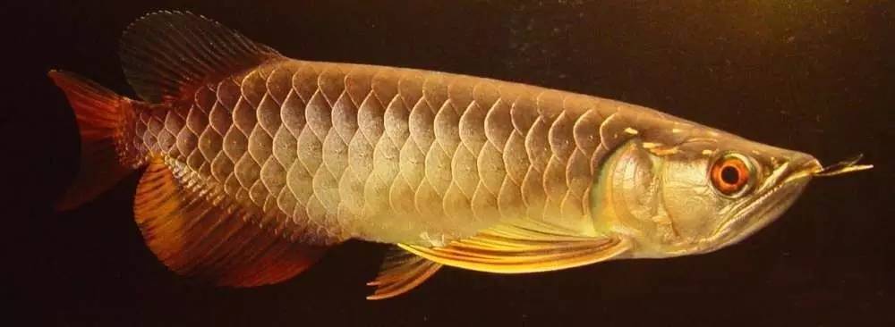 过背金龙和高背金龙的区别,高背金龙跟过背图片对比